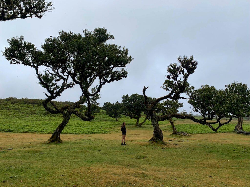 wandeling/hike naar fanal forest op madeira