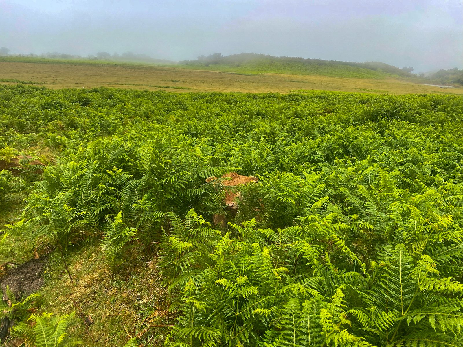 fanal forest, madeira, hike, wandeling