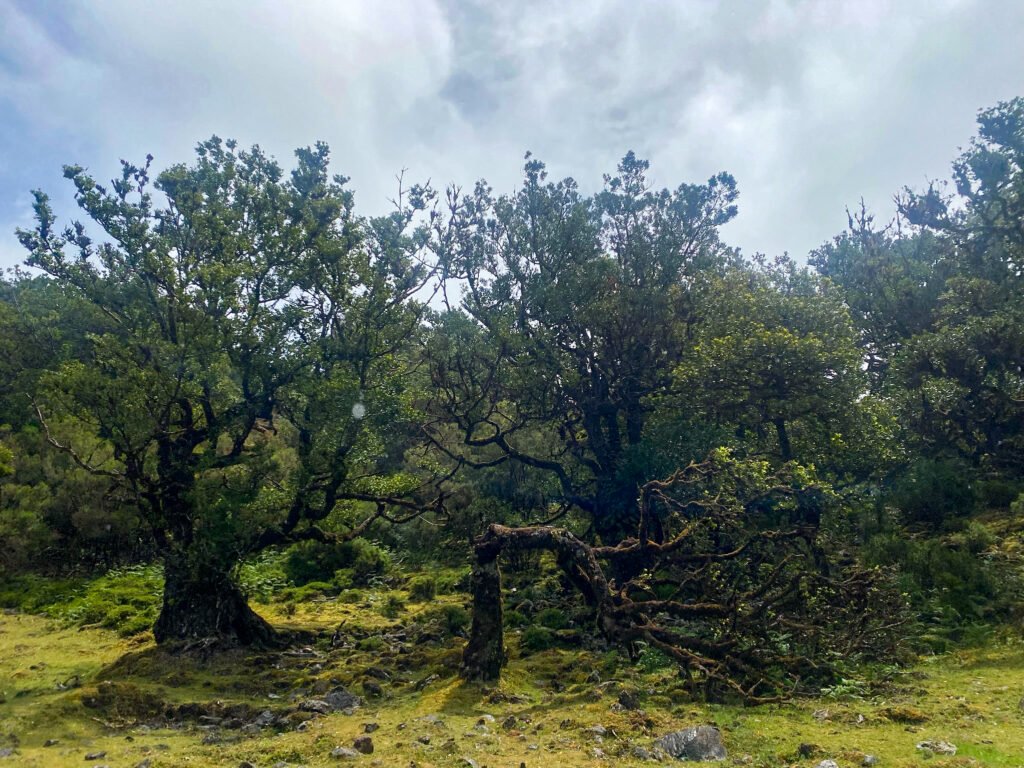 wandeling/hike naar fanal forest op madeira