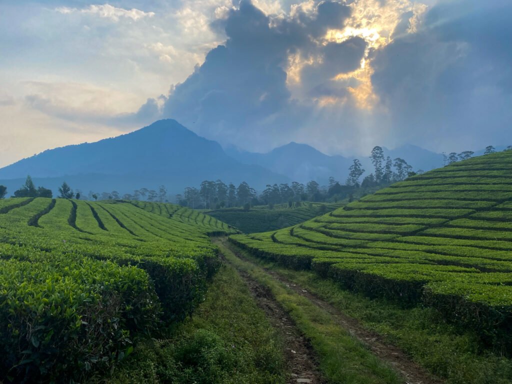 bandung, java, theevelden, hike, wandeling