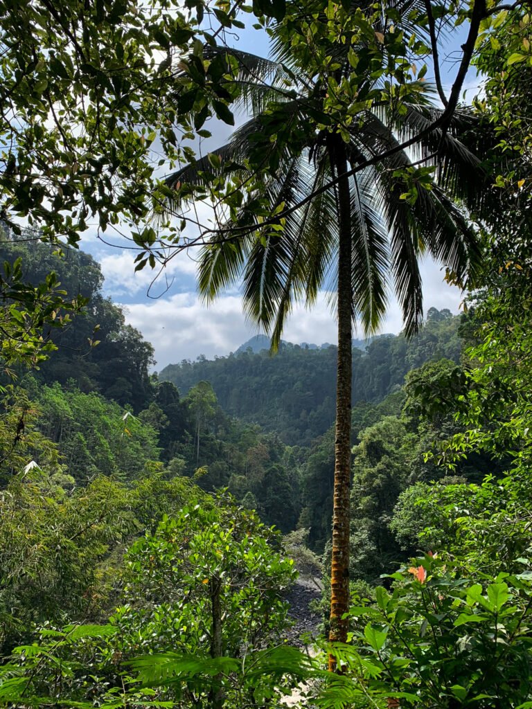 java, kapas biru, oost-java, malang